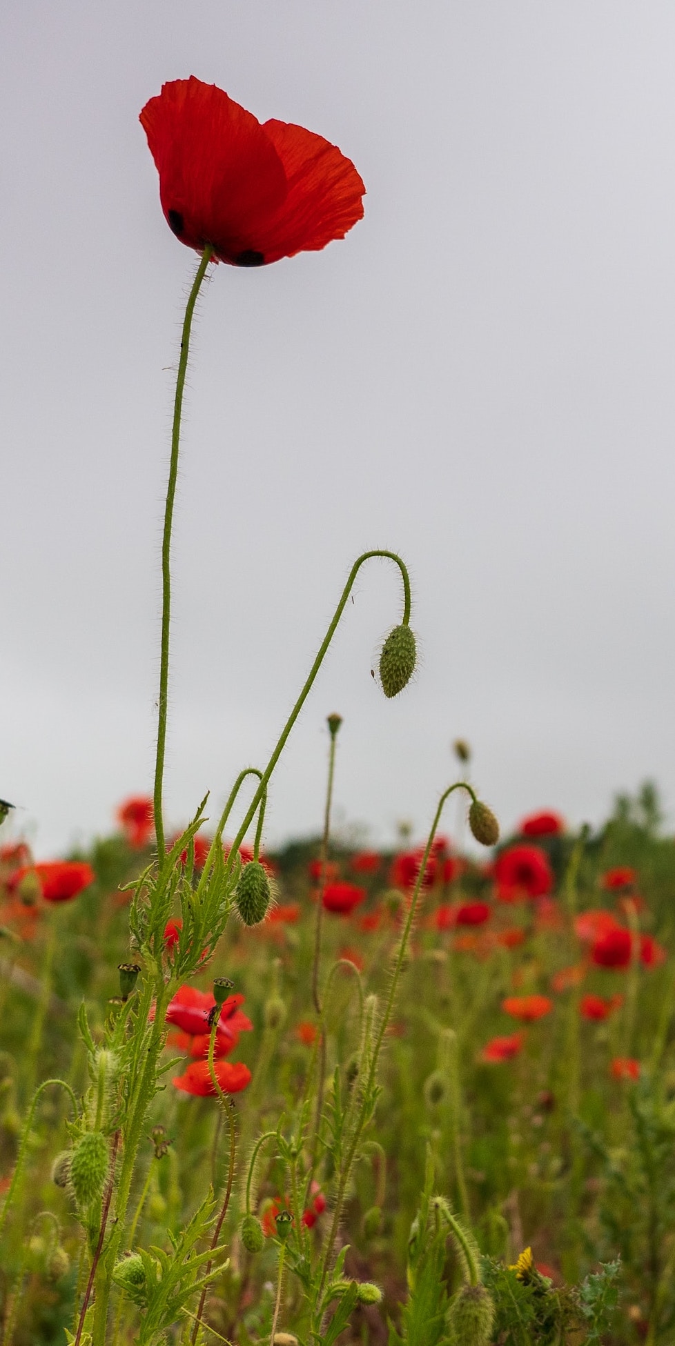 The Tallest Poppy – Women of Influence